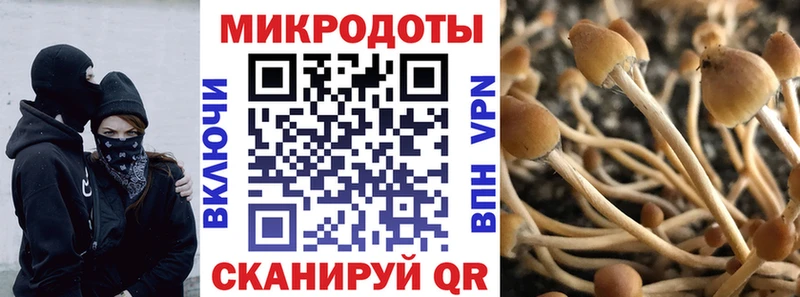Галлюциногенные грибы Psilocybe Купино